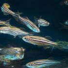 ì Les poissons sont capables de planifier leur propre naissance 