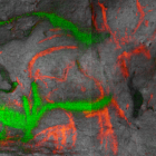 ê Datation absolue de peintures préhistoriques, dont celles de Lascaux