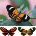ì Un croisement entre ces deux papillons il y a 200 000 ans a engendré une nouvelle espèce