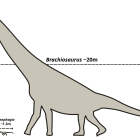  Comment les gigantesques dinosaures sauropodes sont-ils devenus quadrupèdes ?