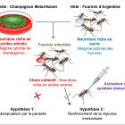 ¡ Automédication collective chez les fourmis