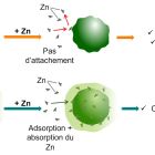 ì Des microalgues éliminent les métaux lourds: voici comment ê