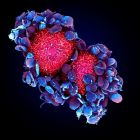 ì Propagation des cancers: cibler les plaquettes pour contrer les métastases ?