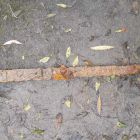 ò Une simple exploration à l'aimant permet à un amateur de pêcher cette épée viking millénaire