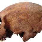 ò Le secret des crânes coniques et des dents limées des Vikings