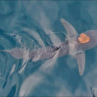 Vidéo: une pieuvre chevauche un requin, une rencontre marine insolite '