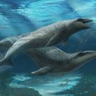 Un promeneur découvre une mignonne mais redoutable baleine préhistorique aux dents acérées