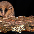  Un animal encore jamais vu découvert dans les Andes péruviennes