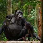 La vocalisation des chimpanzés révèle une caractéristique clé du langage humain 5