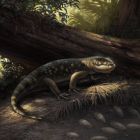 Un lézard géant, monstersaure typique de l'univers Tolkien, découvert dans... un musée