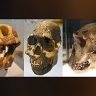 · L'intrigante adaptation des dents de nos ancêtres à travers les âges