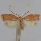 Son camouflage n'a pas tenu: une nouvelle espèce de papillon identifiée en Méditerranée