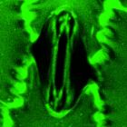 ? Un nouvel outil observe la respiration des plantes en temps réel