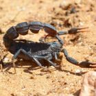  Une carte pour savoir où se trouvent les scorpions les plus dangereux