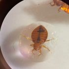 § Inattendu: l'eau, un répulsif naturel contre les punaises de lit ?