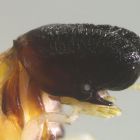  Mais quel est cet insecte-cachalot ?