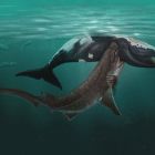  Des dents de requin dans des crânes de baleines en mer du Nord