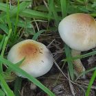 D Le champignon hallucinogène le plus consommé au monde était... une espèce inconnue