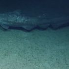Premières images naturelles d'un requin-lutin
