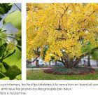 Le ginkgo, l'arbre qui pondait des oeufs Z