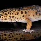 ì Des bandes puis des taches, les secrets de la robe du gecko léopard