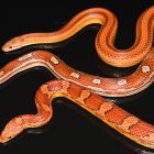 Un seul gène définit les mille motifs de la peau de serpents
