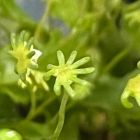 Comment les plantes ont appris à se protéger des rayons UV