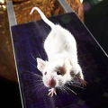 miniature