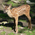 miniature