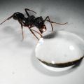 miniature