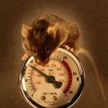 miniature