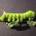miniature
