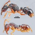miniature
