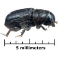 miniature