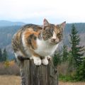 miniature