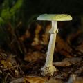 miniature