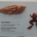 miniature