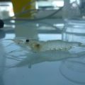 miniature
