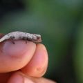 miniature