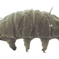 miniature