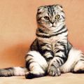 miniature