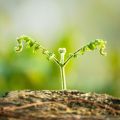 miniature
