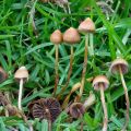 miniature