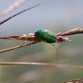 miniature