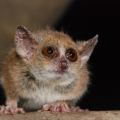 miniature