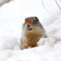 miniature