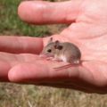 miniature