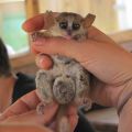 miniature