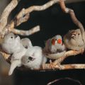 miniature
