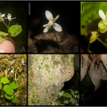 miniature